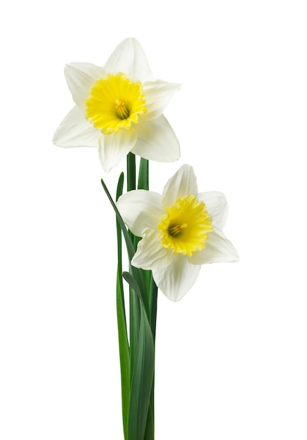 Foto fiori freschi dei narcisi isolati su fondo bianco