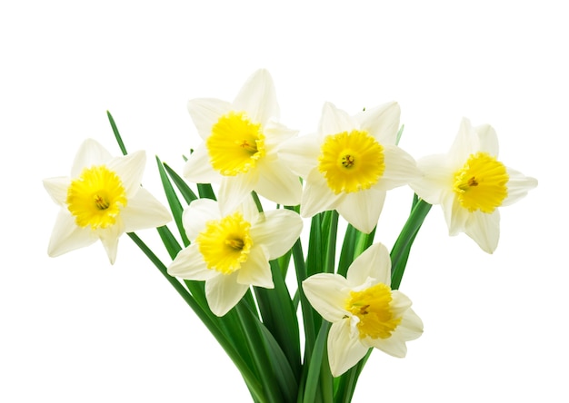 Fresh daffodils flowers, isolated on white