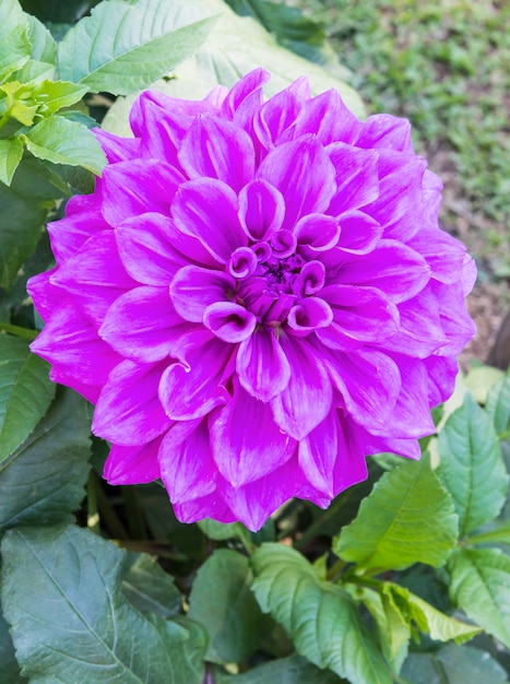 Fresh dahlia flower