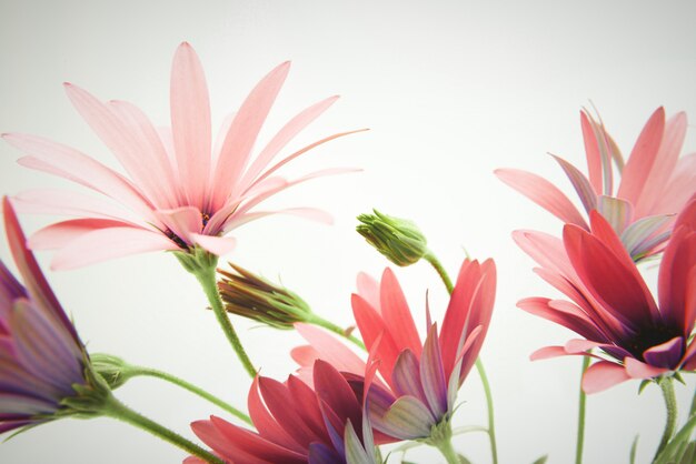 Fresh daisy flower on white background.