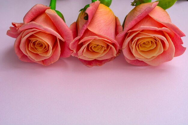 Fresh, delicate roses