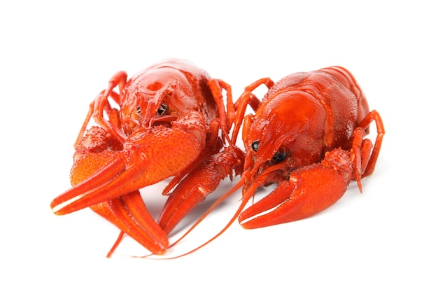 Fresh delicious boiled crayfish isolated on white