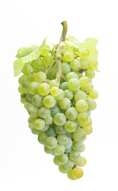 Fresh delicious grape bunch