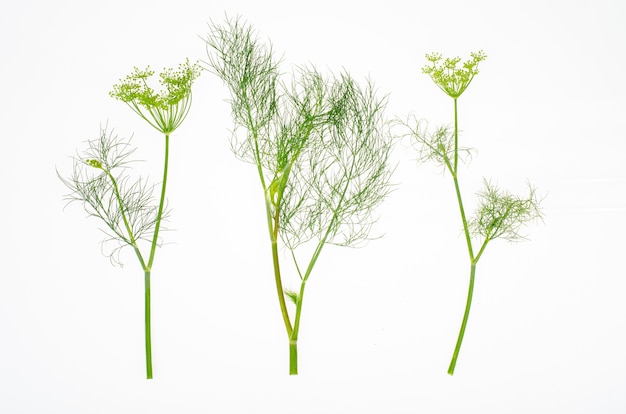 Photo fresh dill branches on white background.