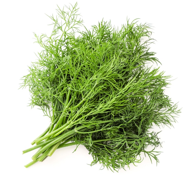 Fresh dill bunch close up isolated on a white background