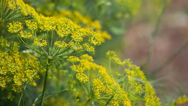 庭の香りのよいディルの種のクローズアップで新鮮なディルの花