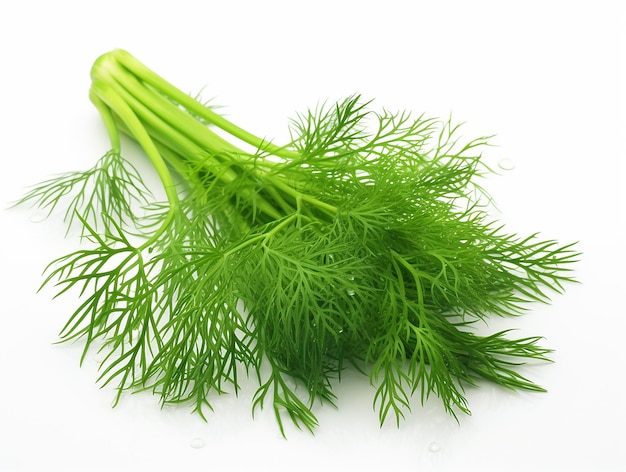 Photo fresh dill leaves plant on white background