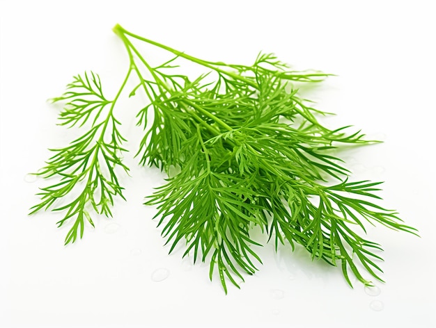 Fresh Dill Leaves on White Background