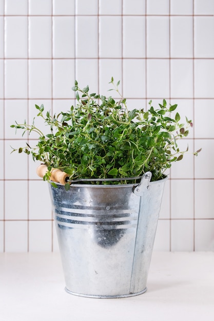 Fresh dill in metal pot