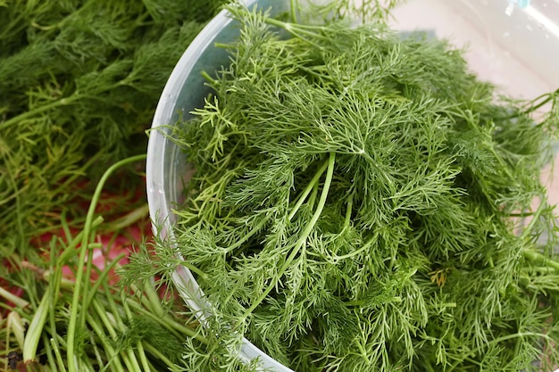 Fresh dill plant for a salad a woman is cleaning the dill