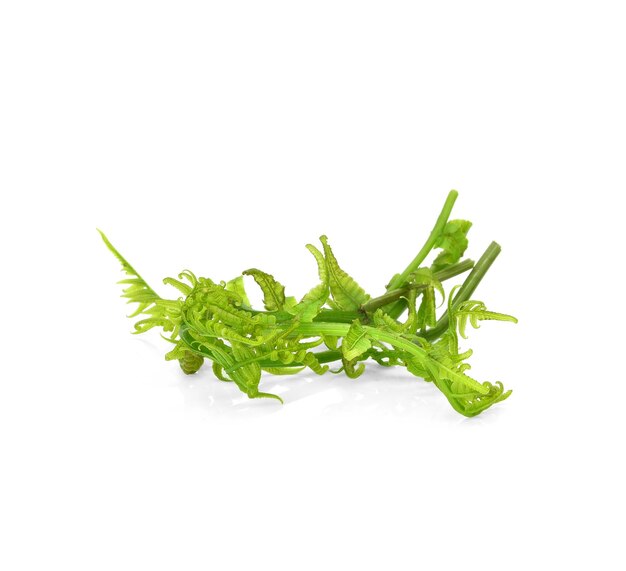 Fresh Diplazium esculentum or edible vegetable fern on white background found in Asia and Oceania