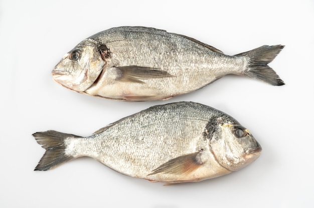 Fresh dorada fish on the white table