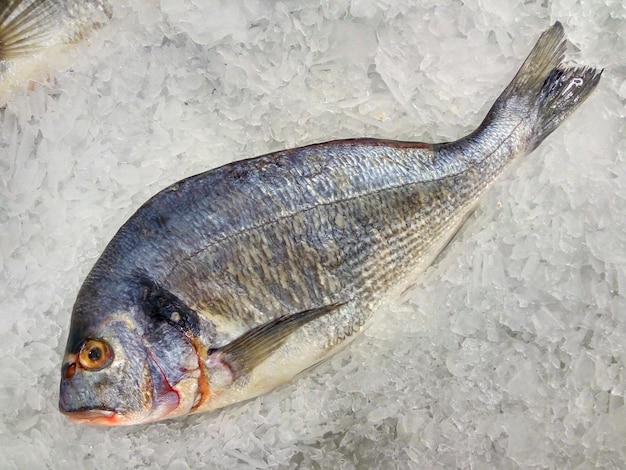 Fresh Dorado fish on ice