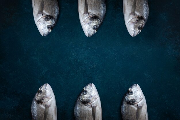 Fresh dorado fish on sea blue table. Top view, copy space. 