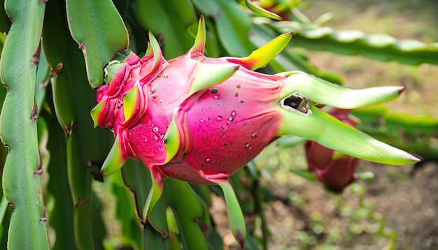 Fresh dragon fruit in the garden