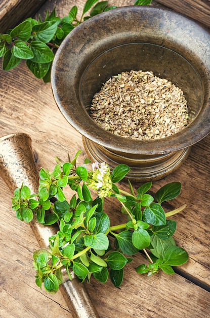 Fresh and dried oregano herb