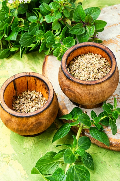 Fresh and dried oregano herb