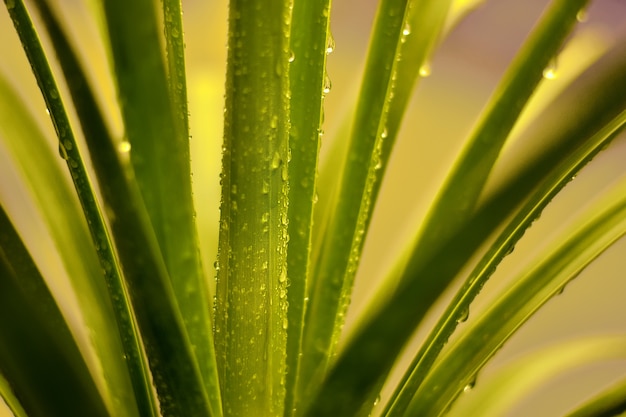 fresh droplets on leaves