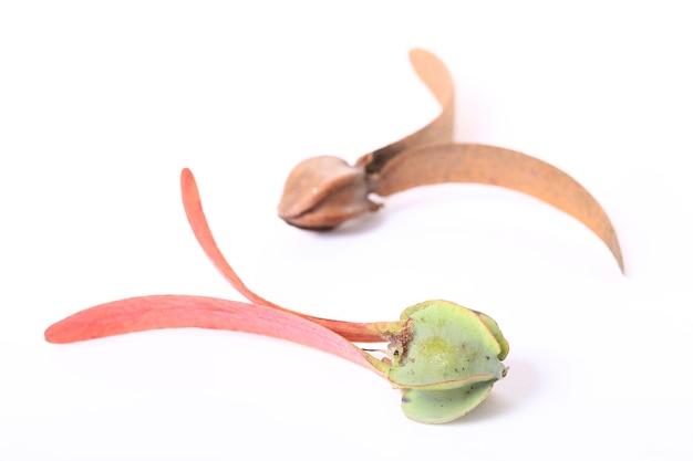 Photo fresh and dry dipterocarpus alatus flying seed of dipterocarpus tree on white background