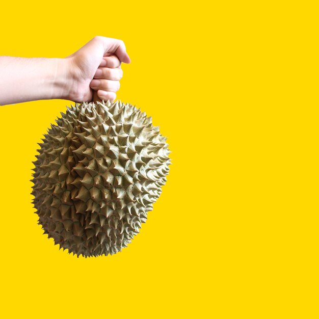 Fresh Durian Durians are the king of fruits Tropical of asian fruit