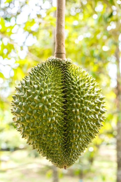 fresh durian in the farm, Thai King fruit