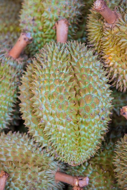 fresh durian in the farm, Thai King fruit