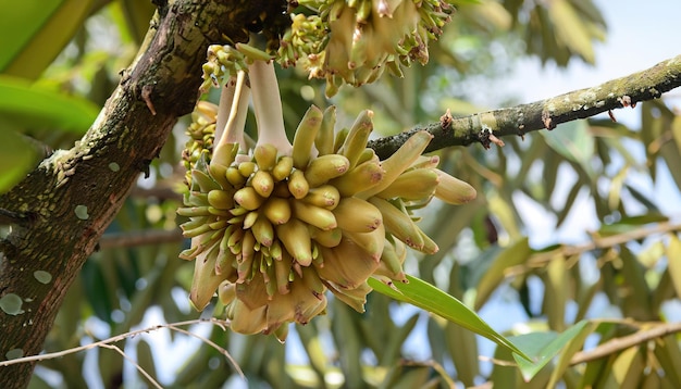 Свежий цветок дуриана и бутоны на дереве