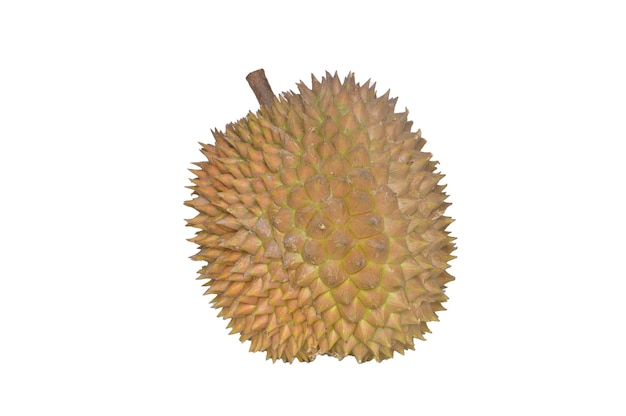 Fresh durian fruit isolated on a white background Durian is known as king of fruits