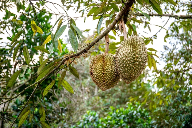 fresh durian fruit  on the tree 