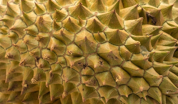 Fresh Durian Fruit