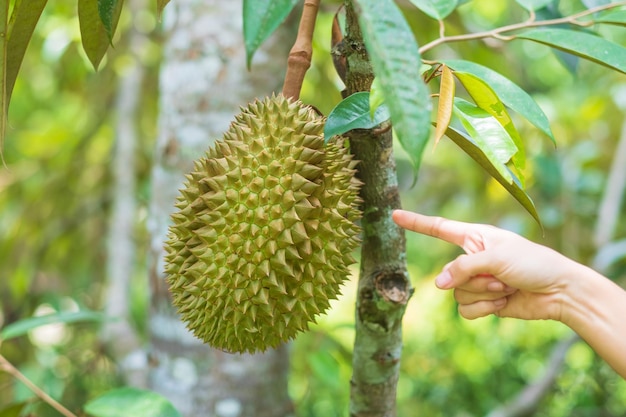 庭の背景の木にぶら下がっている新鮮なドリアンフルーツの王タイ有名な南東部の食べ物とアジアのエキゾチックなトロピカルフルーツのコンセプト