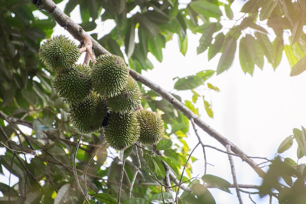 Photo fresh durian on the tree, king of fruit in thailand.