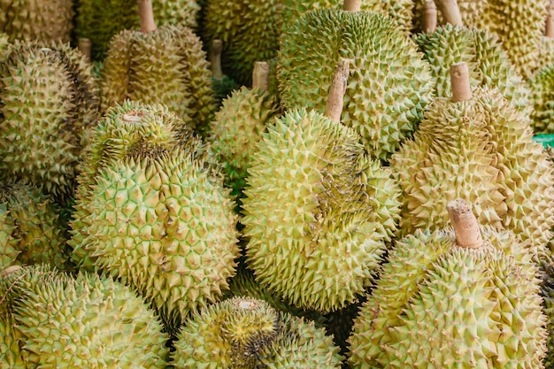 Durian fresco sull'albero in frutteto.