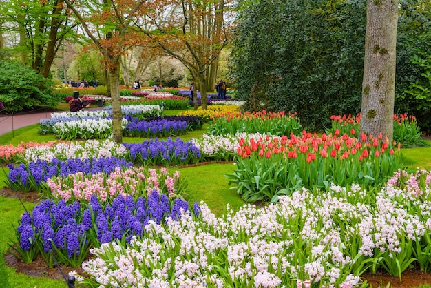 Fresh early spring pink purple white hyacinth bulbs Flowerbed with hyacinths in Keukenhof park Lisse Holland Netherlands