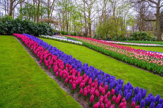 Fresh early spring pink purple white hyacinth bulbs Flowerbed with hyacinths in Keukenhof park Lisse Holland Netherlands