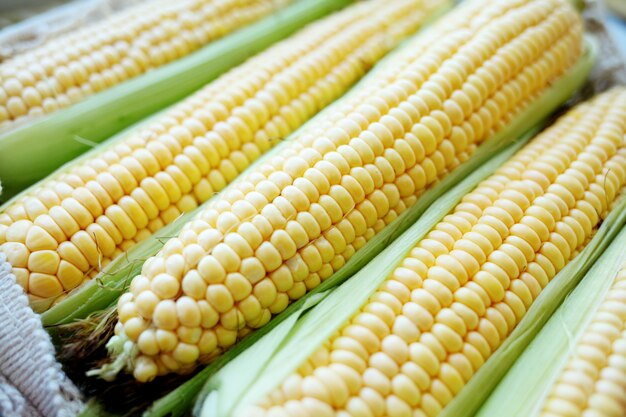 Fresh ears of corn