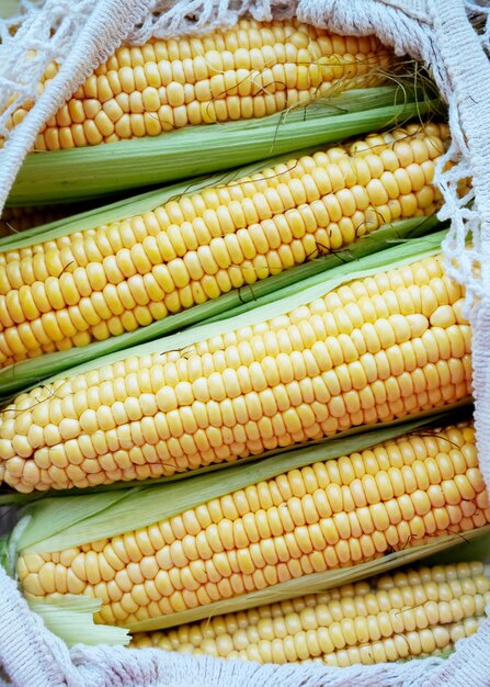 Fresh ears of corn