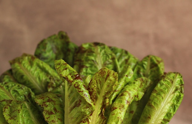 Fresh ecofriendly spotted lettuce leaves royal feast closeup