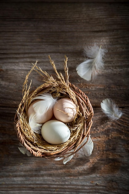 Fresh and ecological eggs from the farm