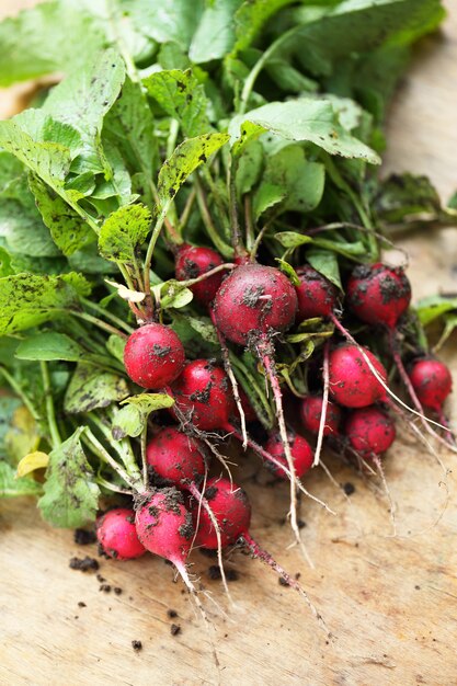 Fresh ecological radishes