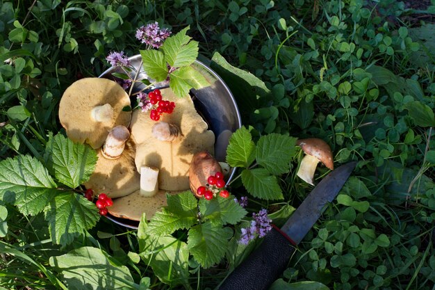 Fresh, edible forest mushrooms in a metal bowl on the green grass. Still life of wild mushrooms.