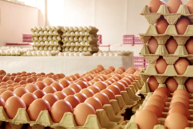 Свежие яйца на яичной фабрике Яичная фабрика
