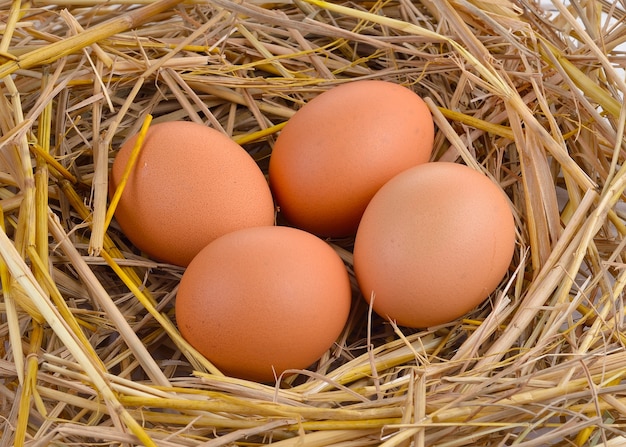 Fresh eggs on rice straw.