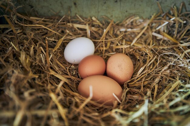 Nido antisettico per galline ovaiole 