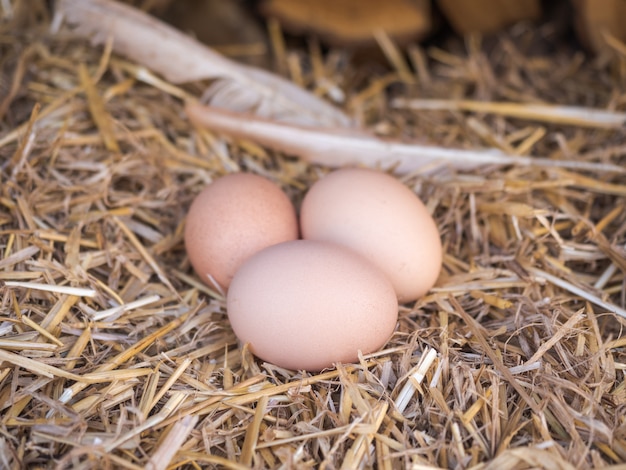 Photo fresh eggs on straw