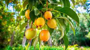 Photo fresh emblica on tree in nature amla growing on tree indian gooseberries