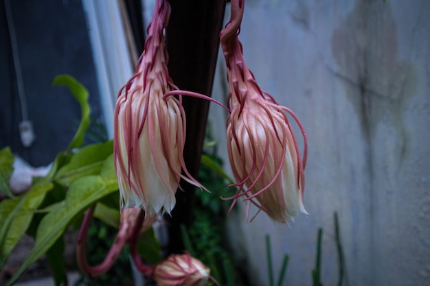 Foto epiphyllum anguliger fresco o in indonesia chiamato wijaya kusuma