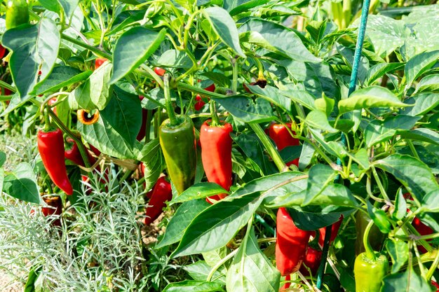 写真 夏の太陽で植物の上に新鮮なエスペレットペッパー