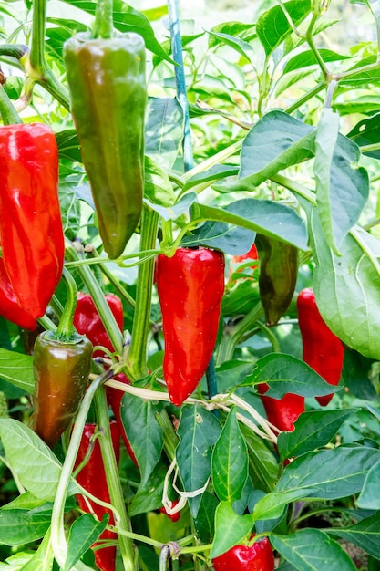 写真 夏の太陽で植物の上に新鮮なエスペレットペッパー