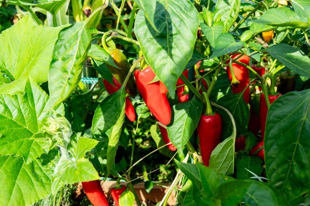 Photo fresh espelette pepper on the plant in the summer sun